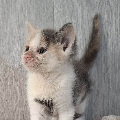 Adopter Belle
