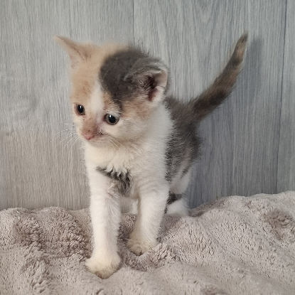 Adoption Belle