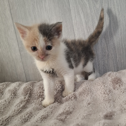 Adoption Belle