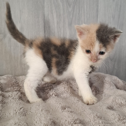 Adopter Belle
