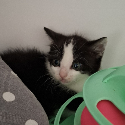 Adopter Brya