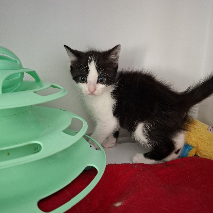 Adopter Brya