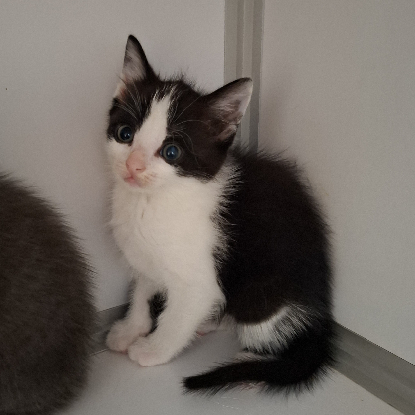 Adopter Brya