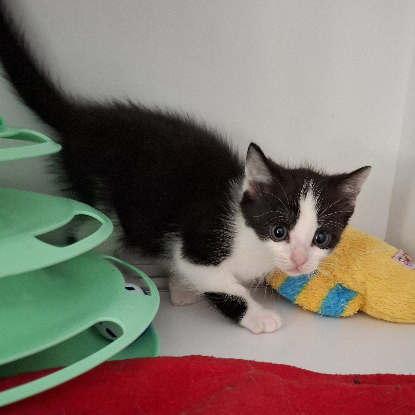 Adoption Brya