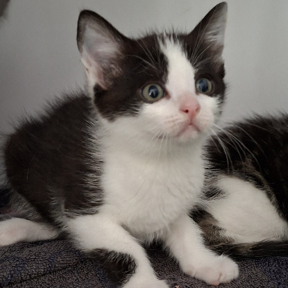 Adopter Brya