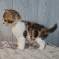 Adopter  chat : Bulle