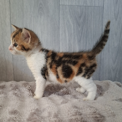 Adopter Bulle