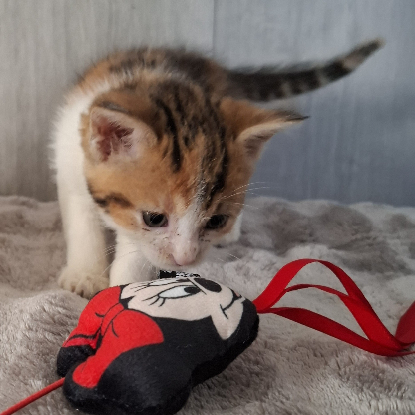 Adopter Bulle