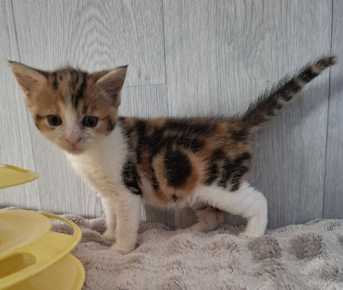 Adoption Bulle