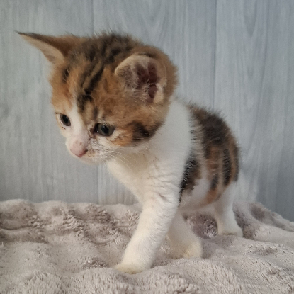 Adoption Bulle
