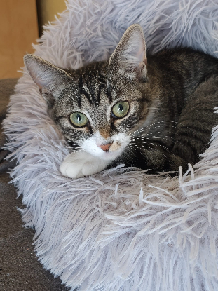 Adopter Annie et albus