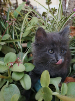 Adopter  chat : Tic