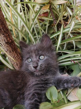 Adopter Tic