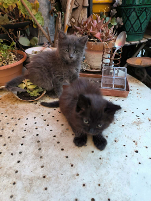 Adoption Tic