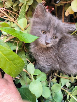 Adoption Tic
