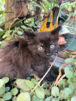 Adopter  chat : Tac