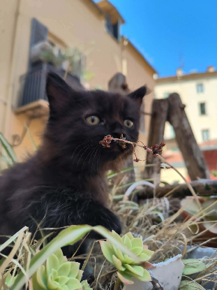 Adopter Tac