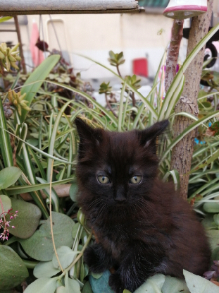 Adopter Tac