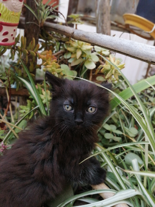 Adoption Tac
