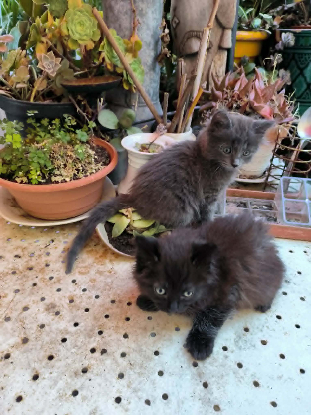 Adoption Tac