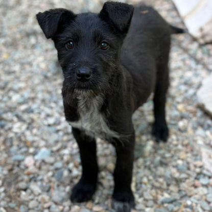Adopter Lison