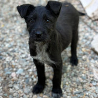 Adopter  chien : Lison