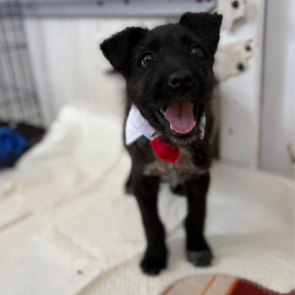 Adopter Lison