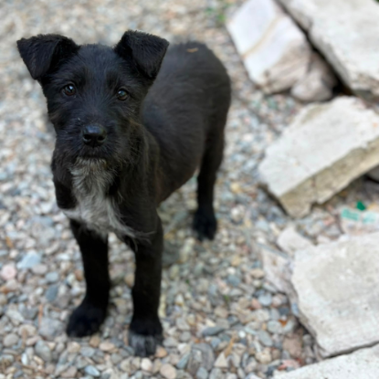 Adopter Lison