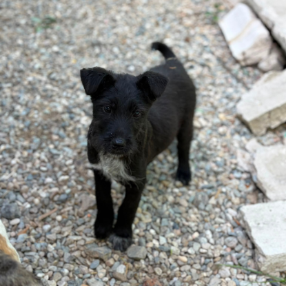 Adoption Lison