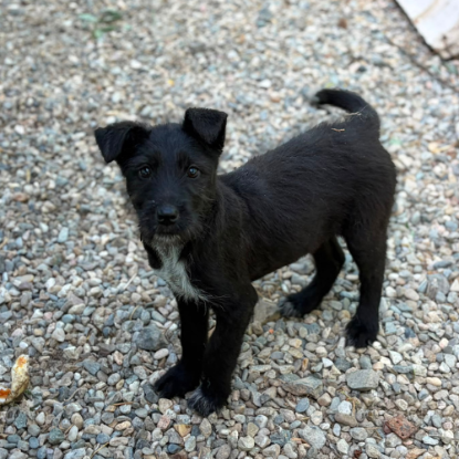 Adoption Lison