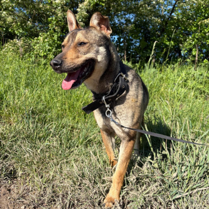 Adopter Max