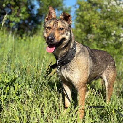 Adoption Max