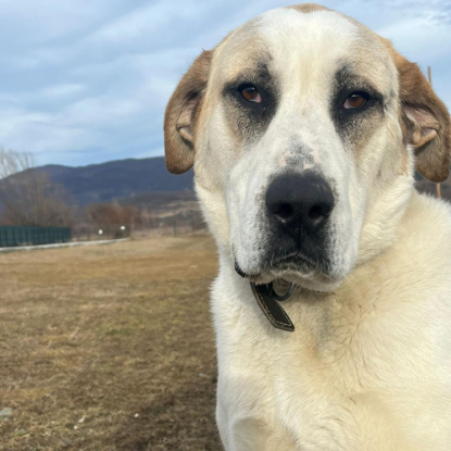 Adopter Baloo