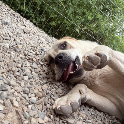 Adopter Baloo