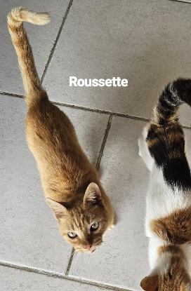 Adopter Roussette