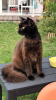Zémi