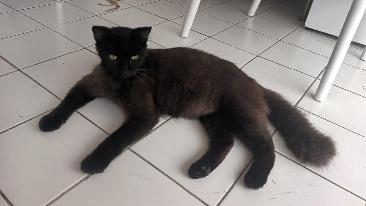 Adopter Zémi