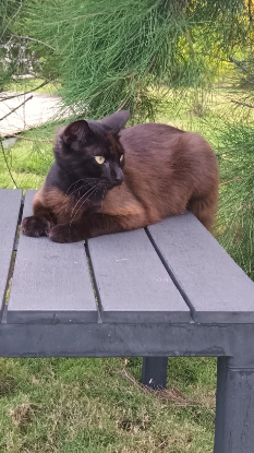 Adopter Zémi