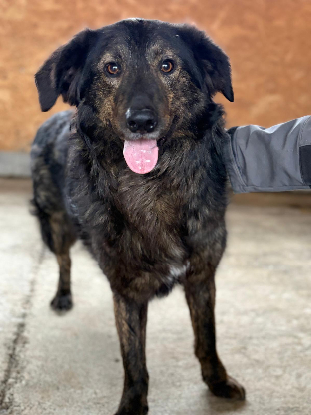 Adopter Jumbilo