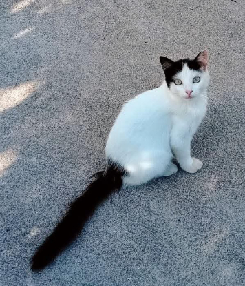 Adopter Aldo