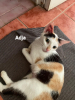 Adja