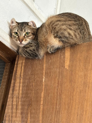 Adopter Arlès