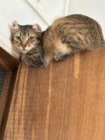Adopter  chat : Arlès