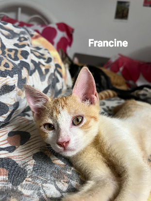 Adopter Francine