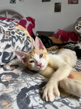 Adopter Francine