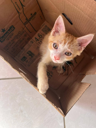 Adopter Francine