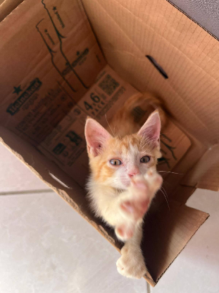 Adoption Francine