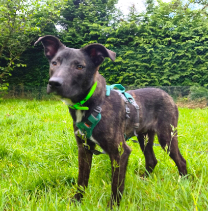 Adopter Buzz