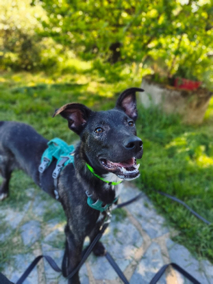 Adopter Buzz