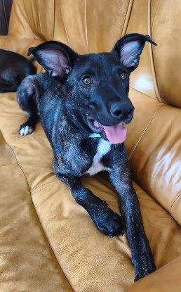 Adopter Buzz